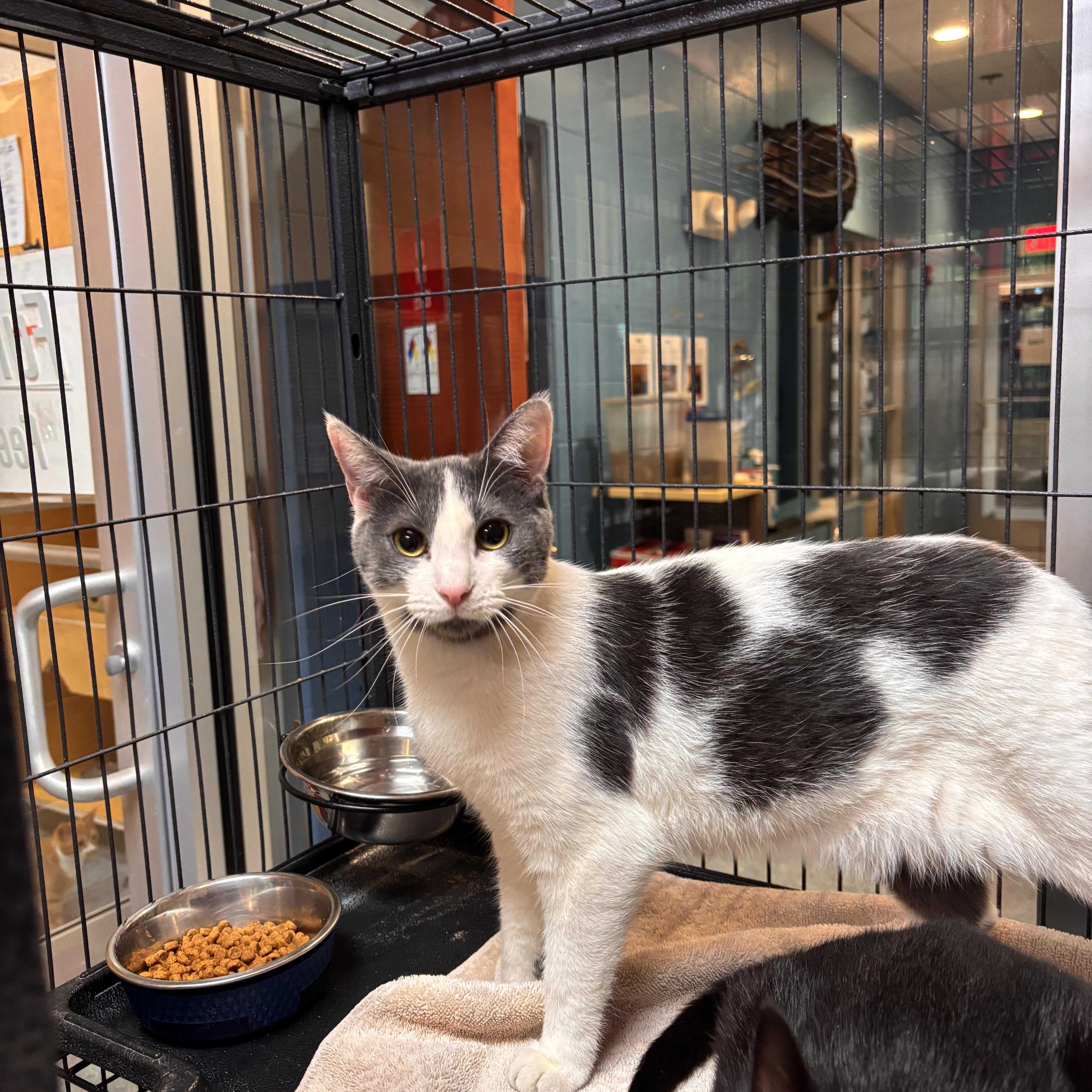 Enlarge Scarlett, an adoptable Domestic Short Hair in Charleston, SC image 2/3