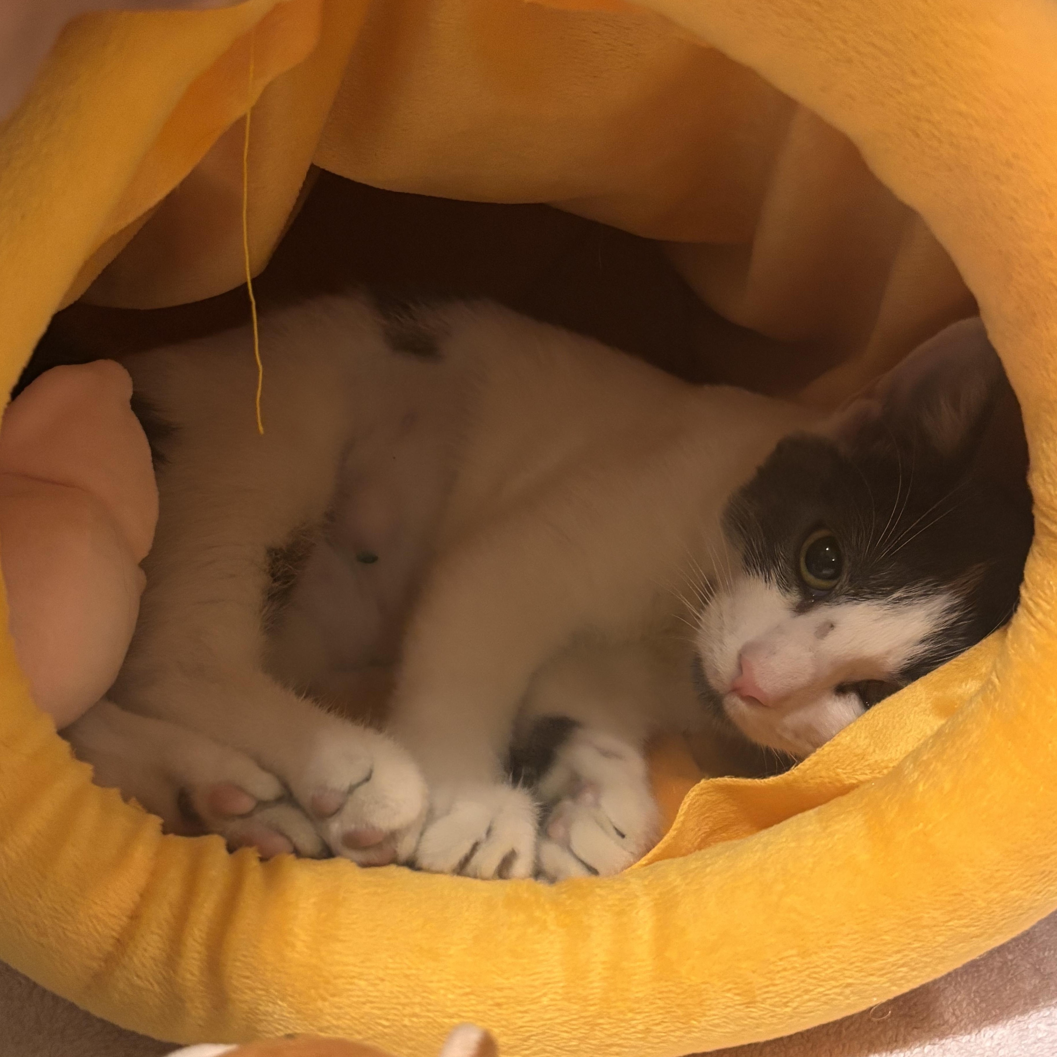 Enlarge Scarlett, an adoptable Domestic Short Hair in Charleston, SC image 3/3