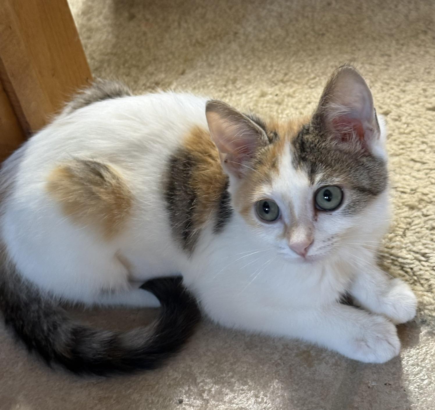 Enlarge Marge & Selma, a Adoptable Domestic Medium Hair in Neenah, WI image 2/5