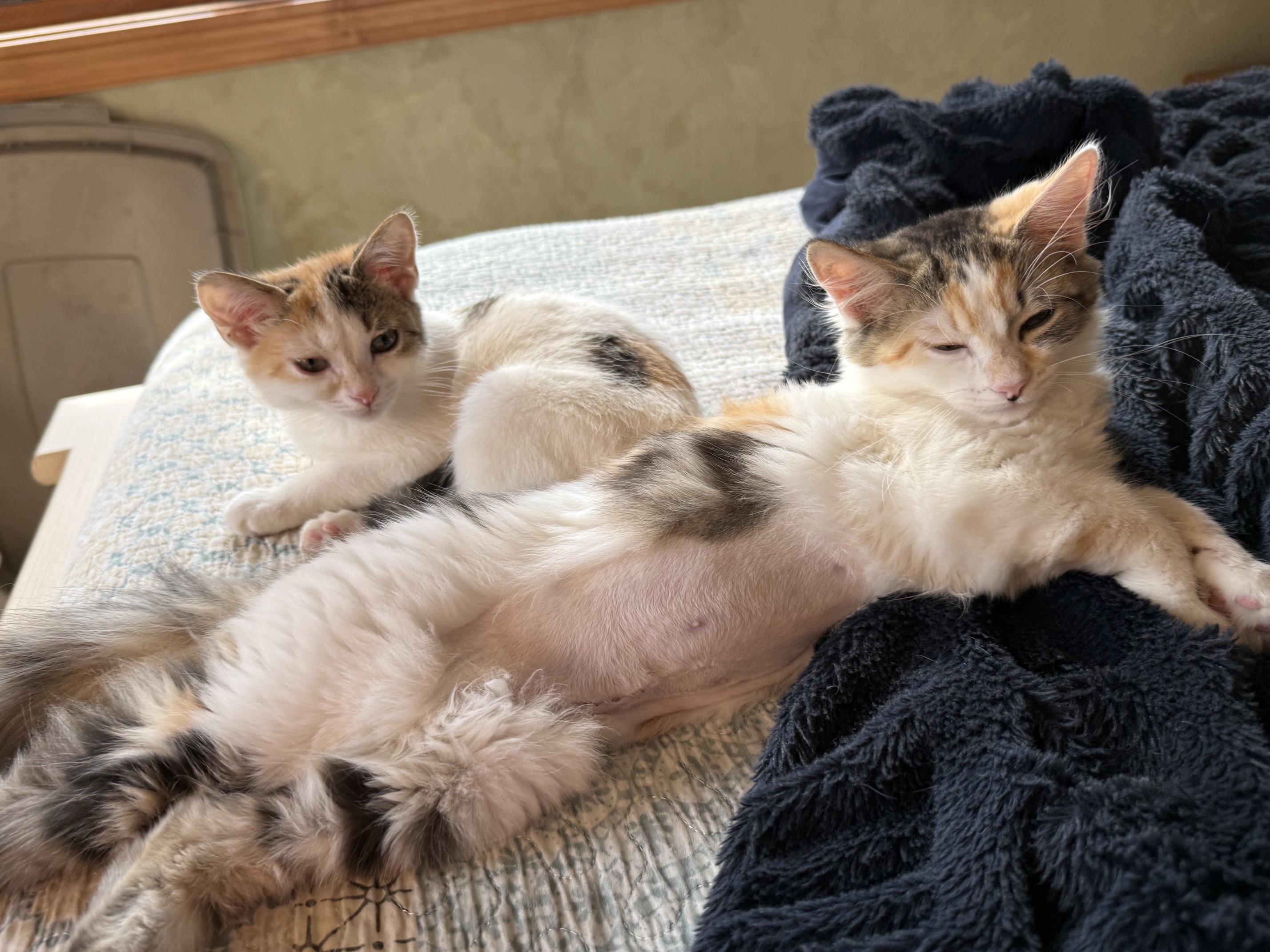 Enlarge Marge & Selma, a Adoptable Domestic Medium Hair in Neenah, WI image 4/5