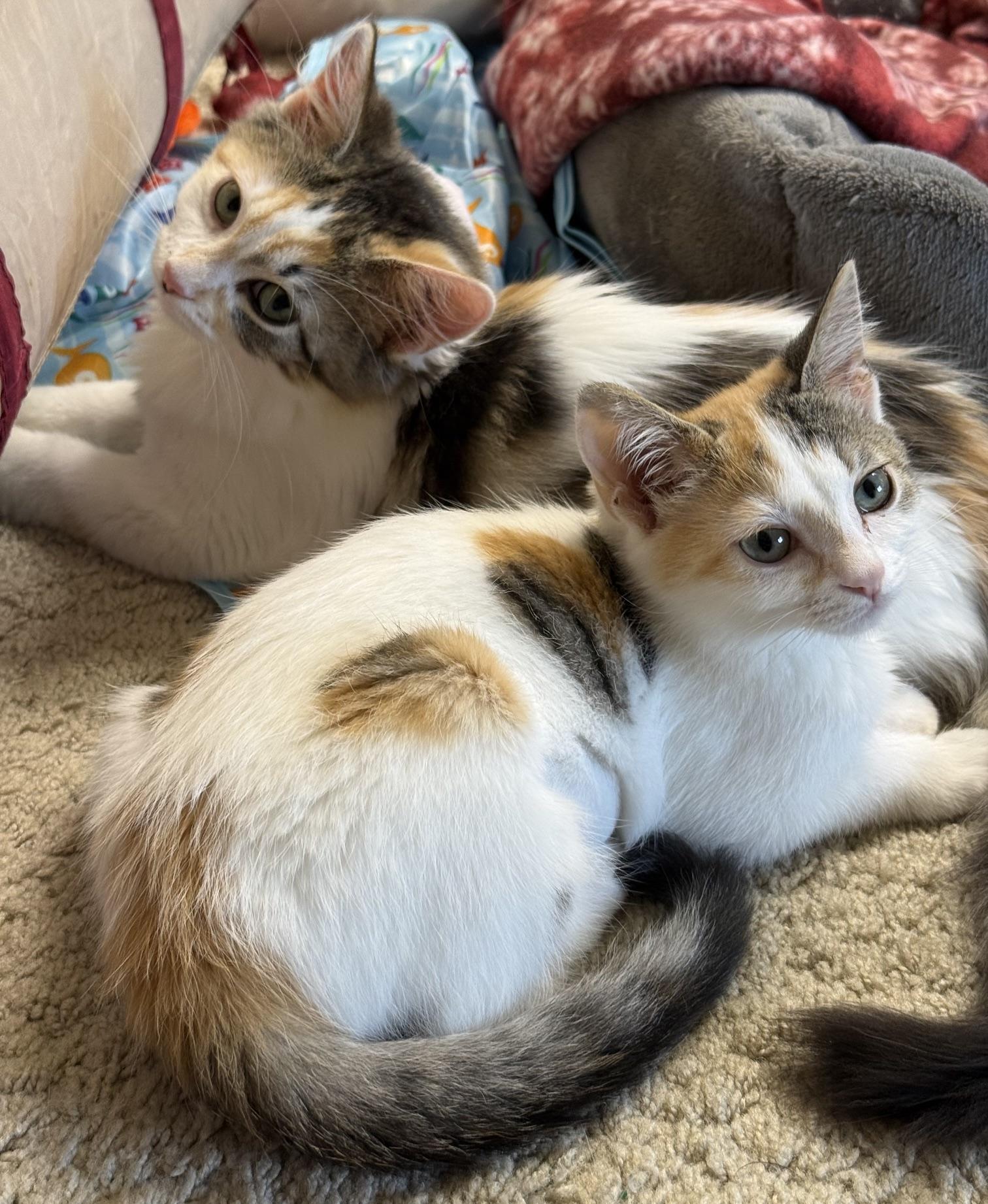 Marge & Selma, Adoptable, Kitten Female Domestic Medium Hair.