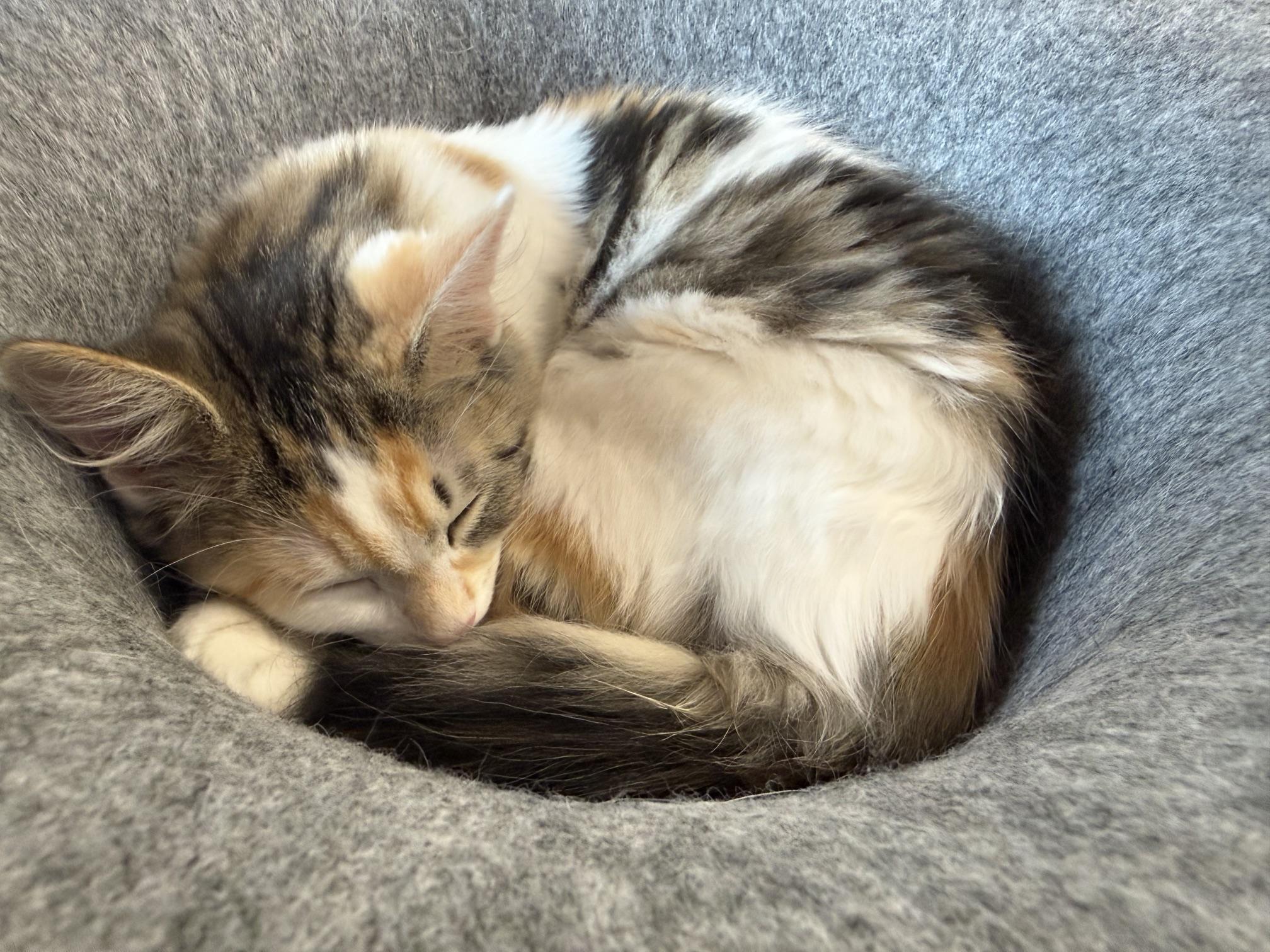 Enlarge Marge & Selma, a Adoptable Domestic Medium Hair in Neenah, WI image 3/5