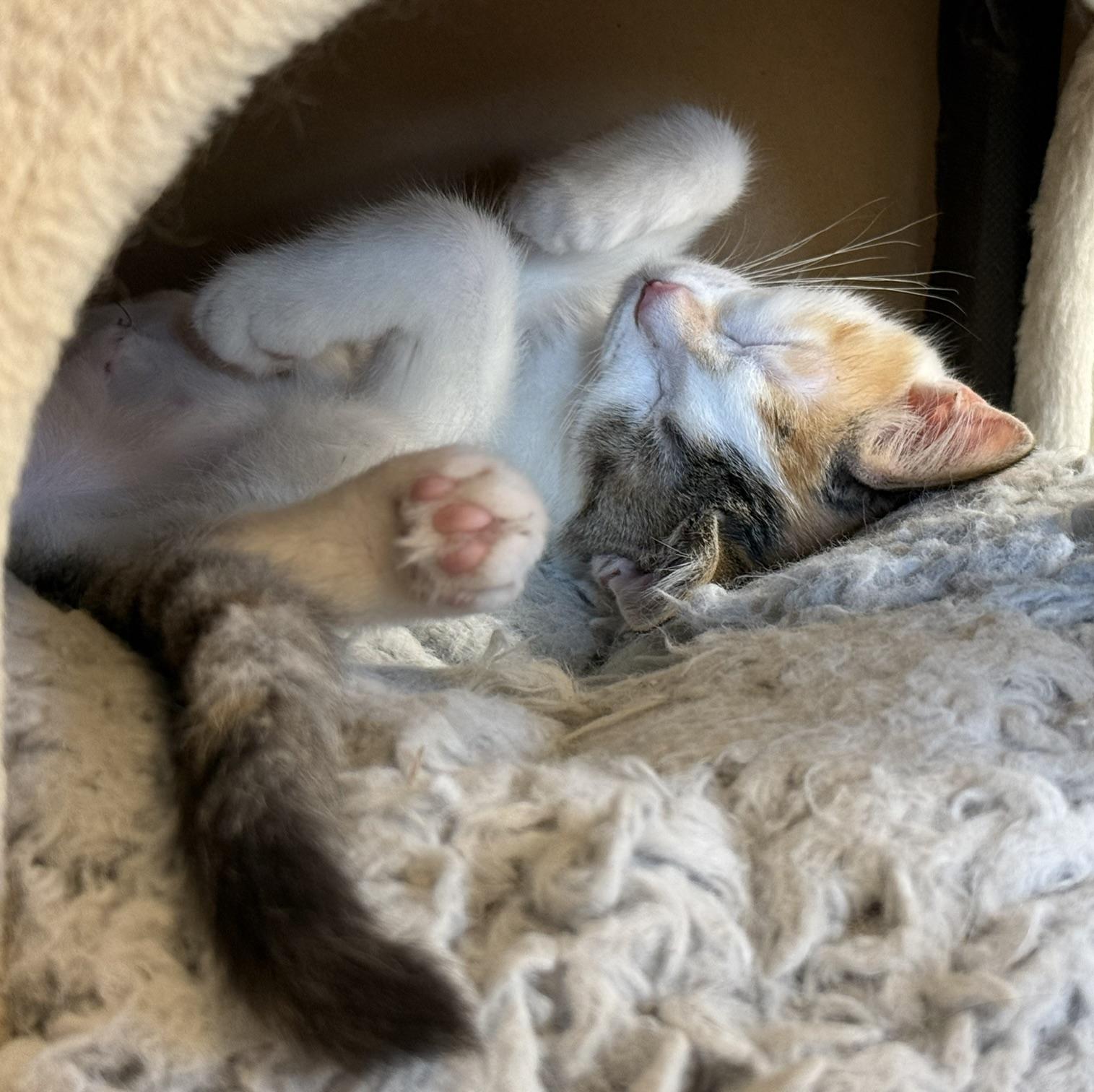 Enlarge Marge & Selma, a Adoptable Domestic Medium Hair in Neenah, WI image 5/5