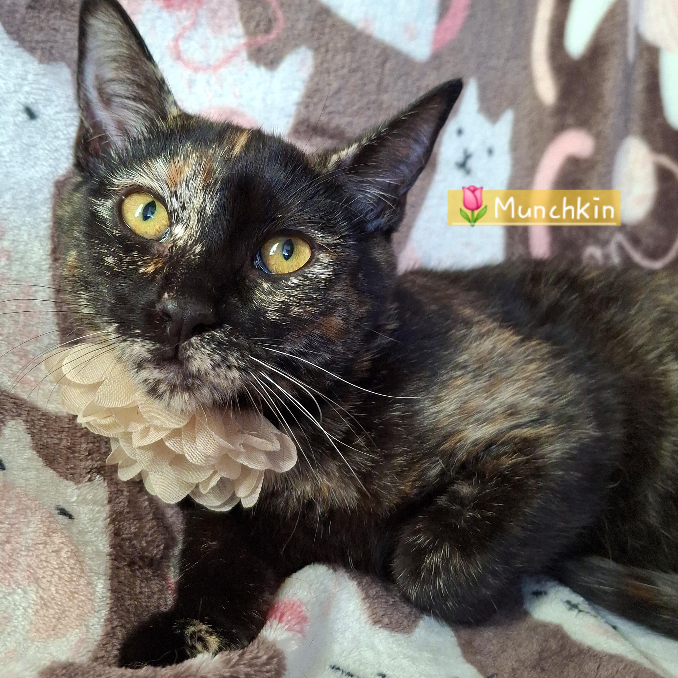 Munchkin, Adoptable, Kitten Female Tortoiseshell & Domestic Short Hair.