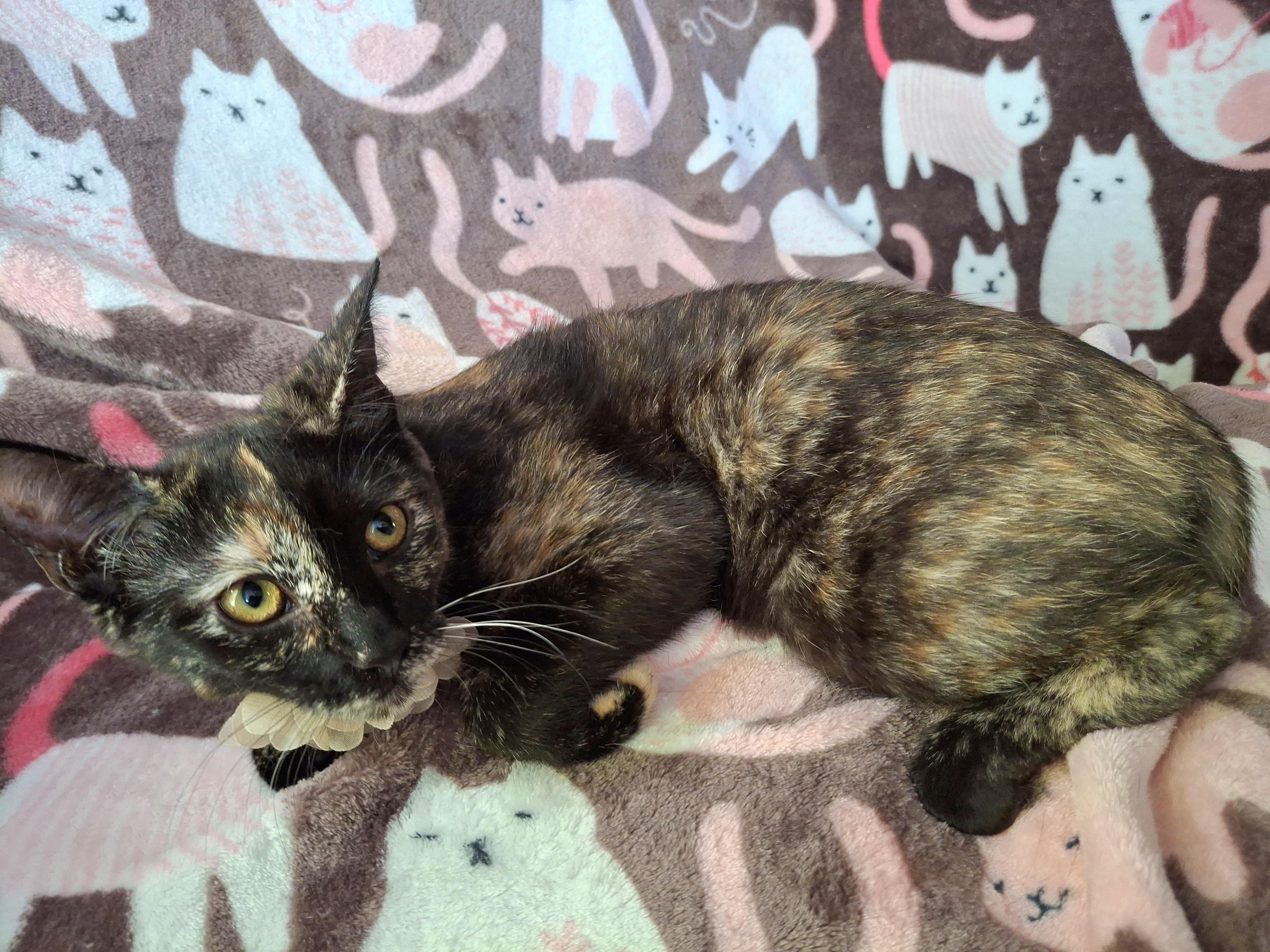 Enlarge Munchkin, a Adoptable mixed breed in Fullerton, CA image 2/5