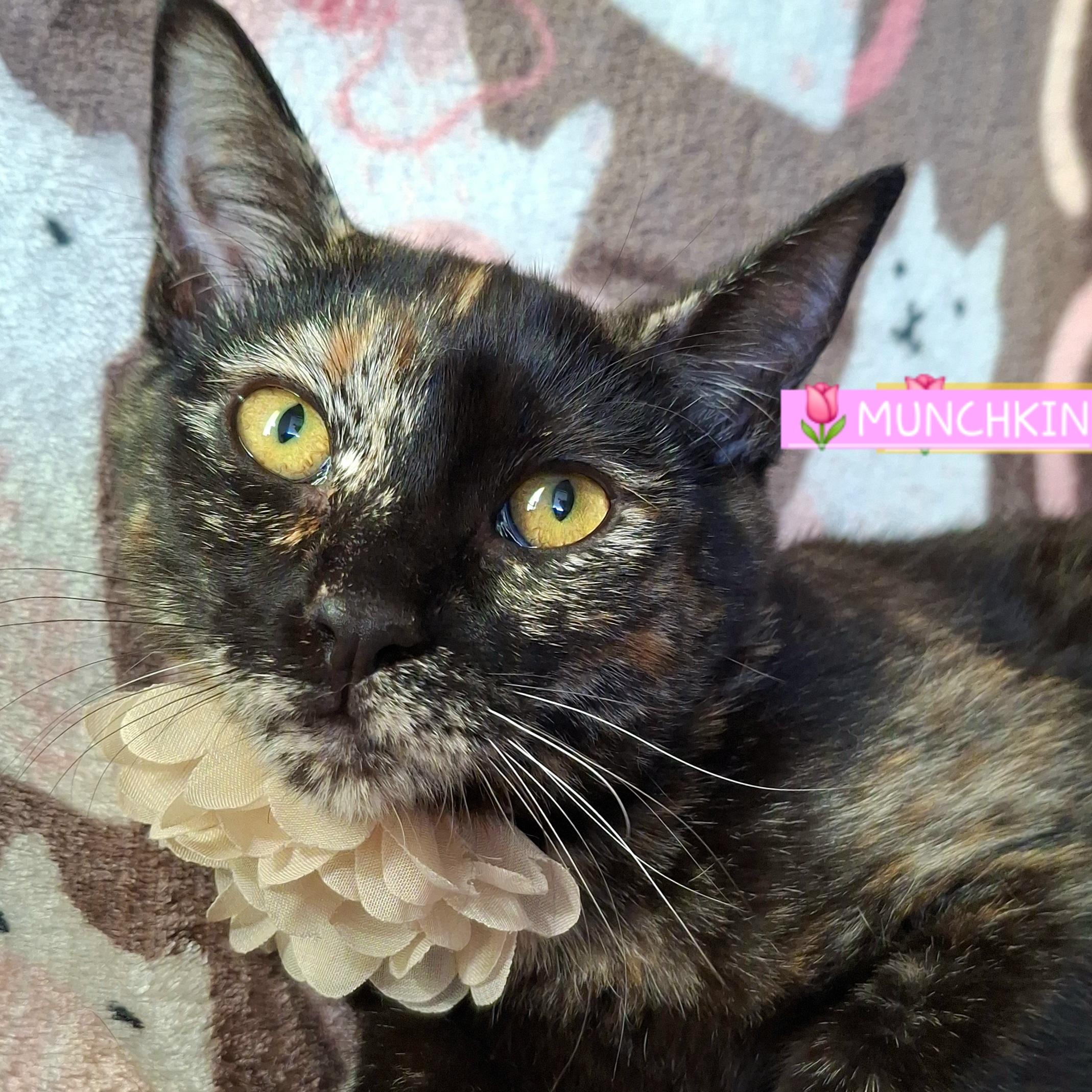 Enlarge Munchkin, a Adoptable mixed breed in Fullerton, CA image 5/5