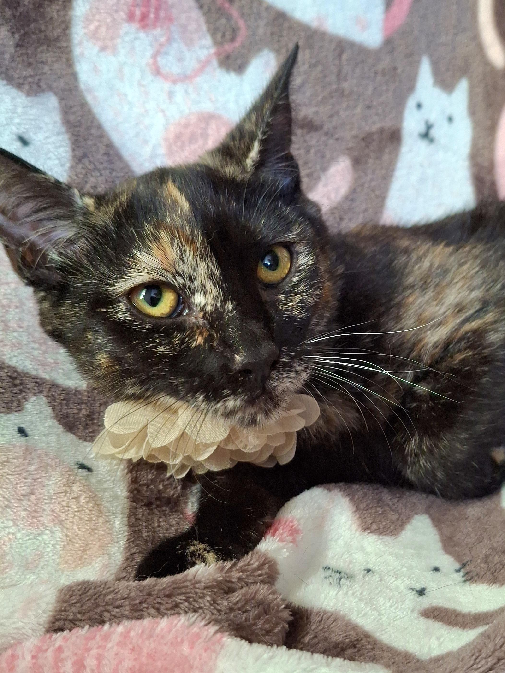 Enlarge Munchkin, a Adoptable mixed breed in Fullerton, CA image 3/5