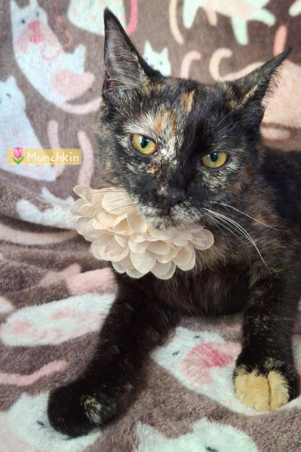 Enlarge Munchkin, a Adoptable mixed breed in Fullerton, CA image 4/5