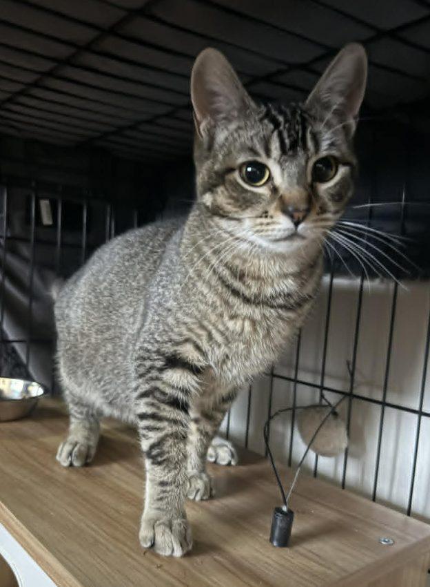 Sheriff Bobbi Beans, Adoptable, Young Female Tabby.