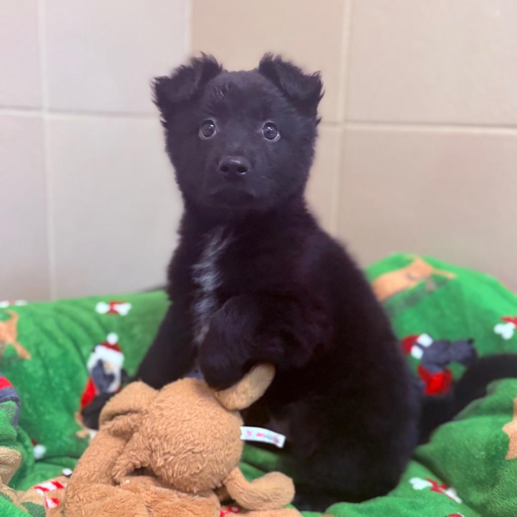 Sven, adoptable, Puppy Male Cattle Dog & Mixed Breed.