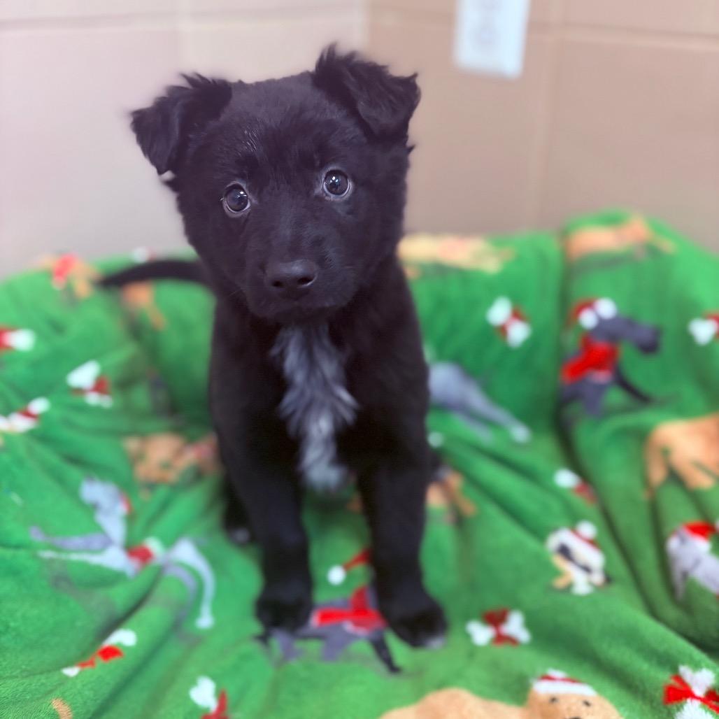 Sven, an adoptable mixed breed image 2/2