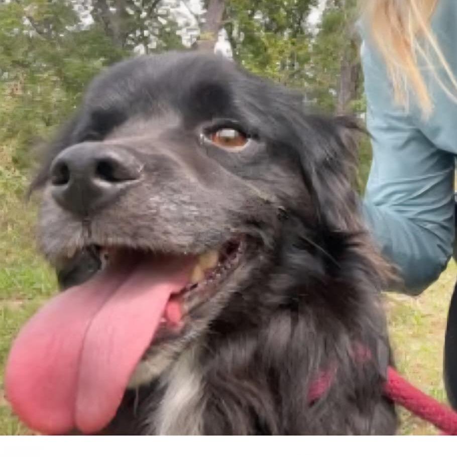 Enlarge Garnet, a Adoptable mixed breed in Arlington, VA image 1/6