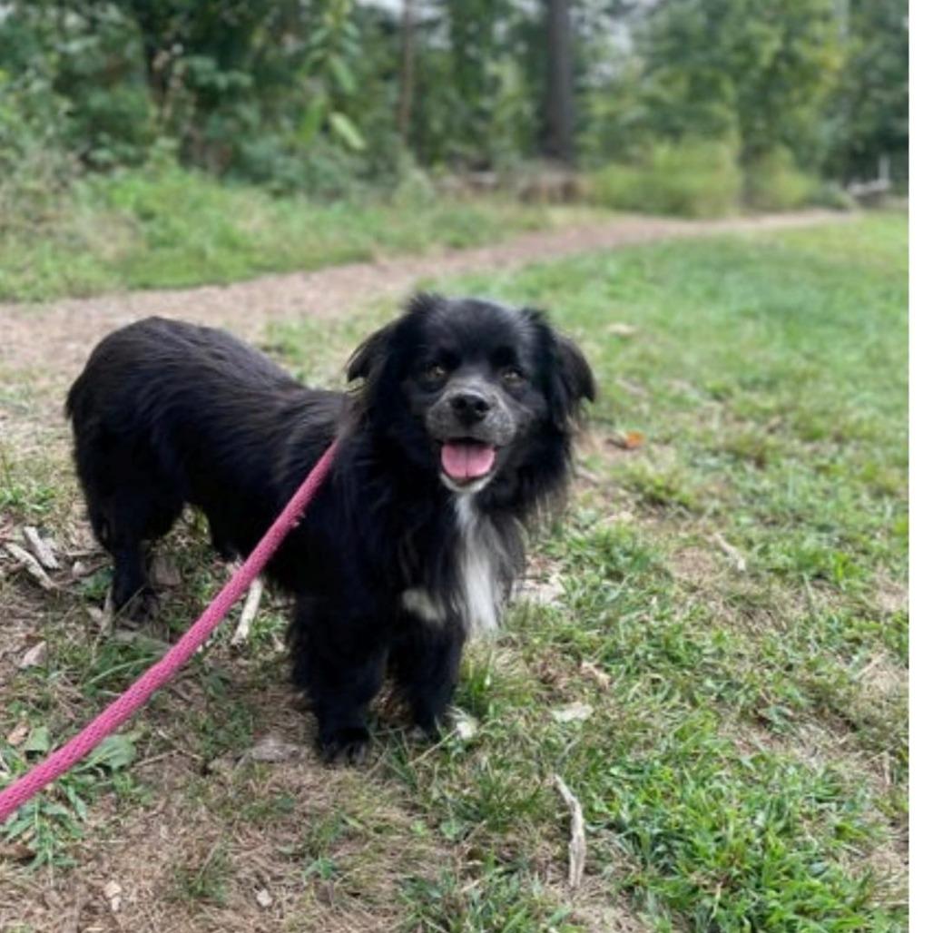 Enlarge Garnet, a Adoptable mixed breed in Arlington, VA image 2/6