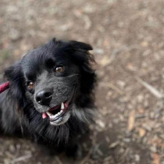 Enlarge Garnet, a Adoptable mixed breed in Arlington, VA image 3/6