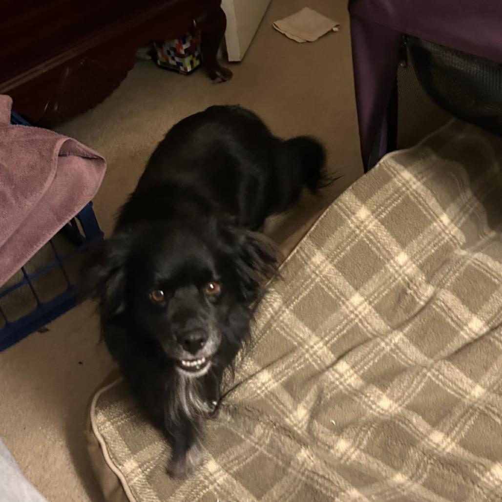 Enlarge Garnet, a Adoptable mixed breed in Arlington, VA image 4/6