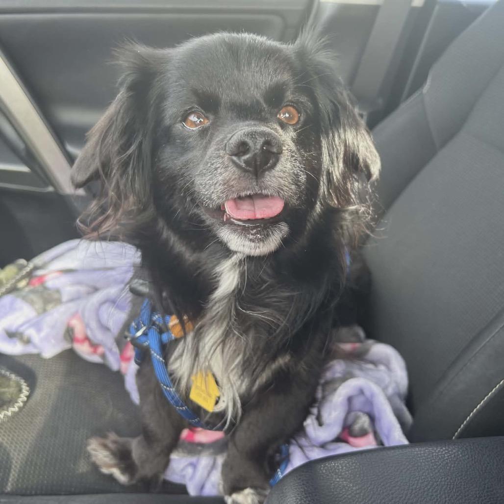 Enlarge Garnet, a Adoptable mixed breed in Arlington, VA image 5/6