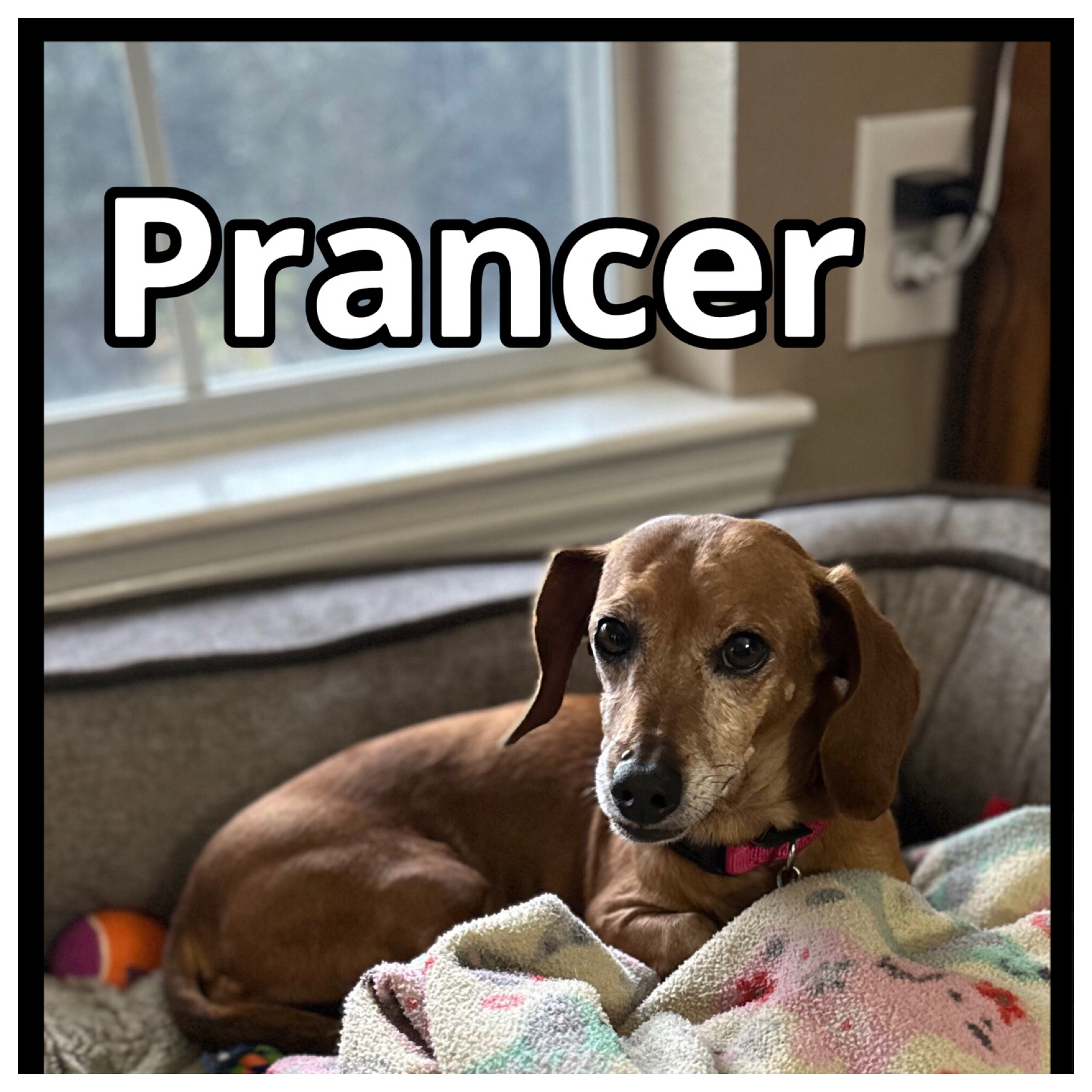 Enlarge Prancer, a Adopted Miniature Dachshund in Green Cove Springs, FL image 2/6