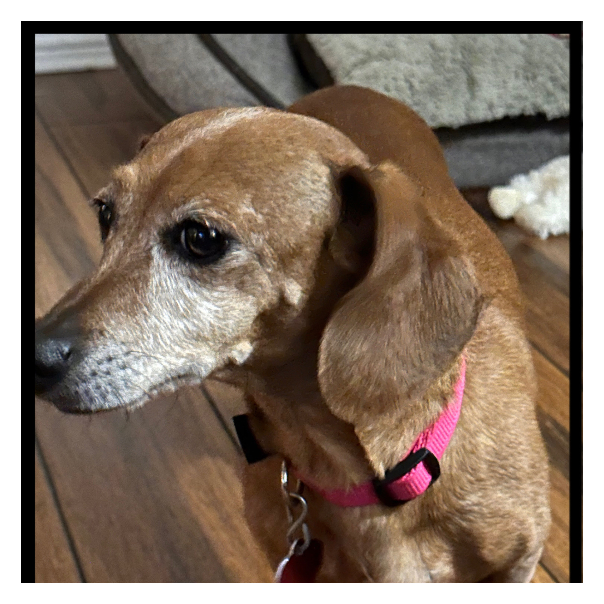 Enlarge Prancer, a Adopted Miniature Dachshund in Green Cove Springs, FL image 4/6