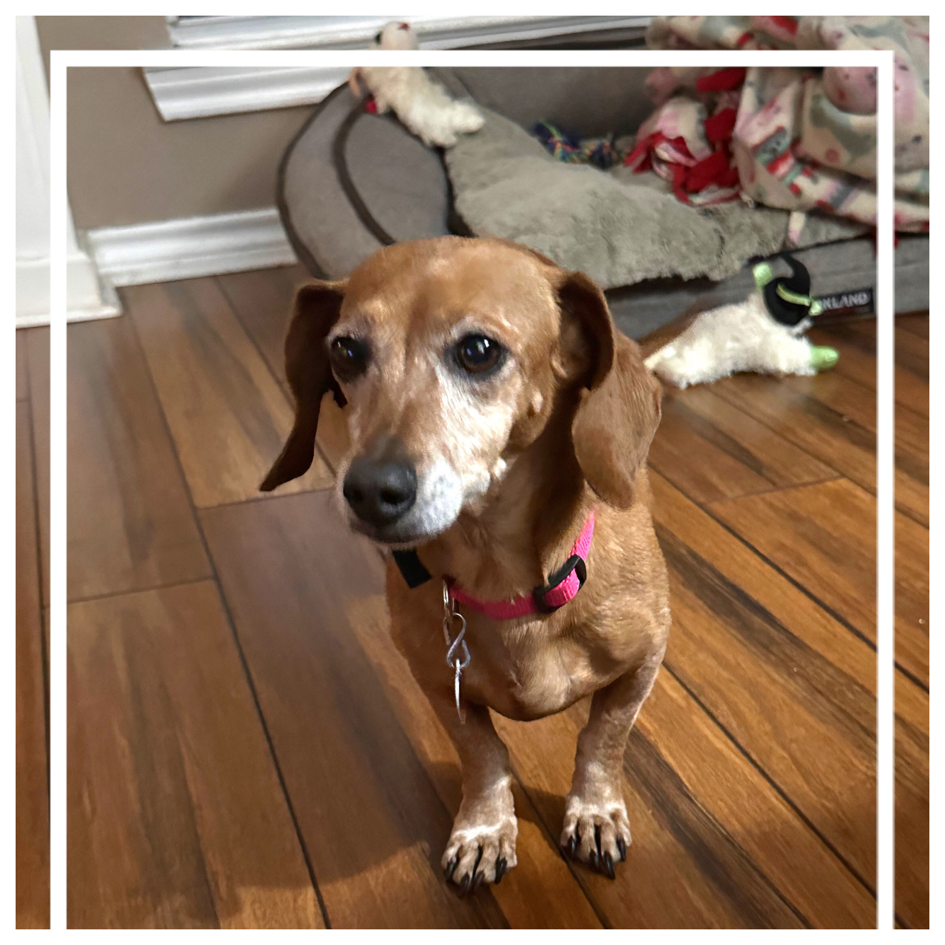 Enlarge Prancer, a Adopted Miniature Dachshund in Green Cove Springs, FL image 5/6