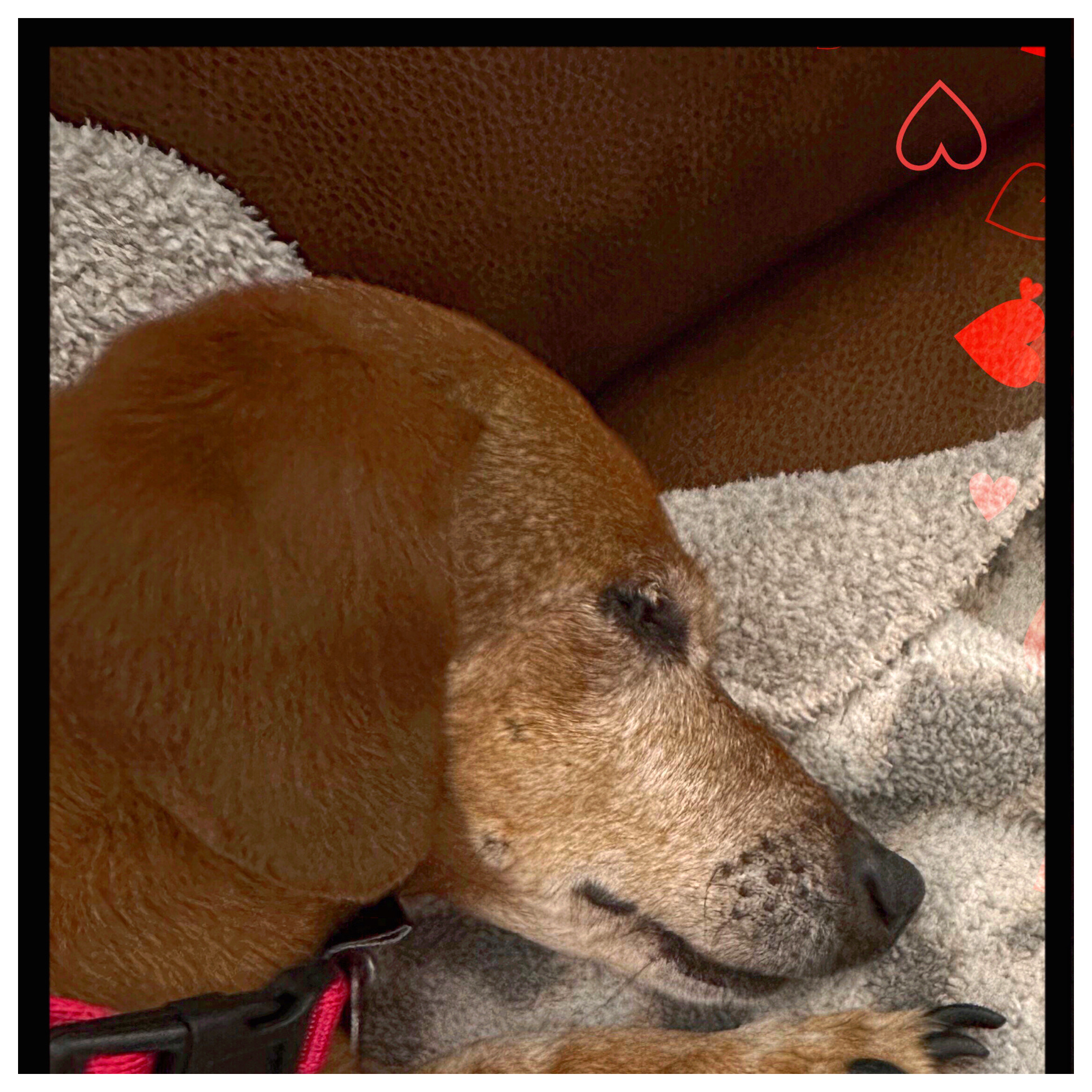 Enlarge Prancer, a Adopted Miniature Dachshund in Green Cove Springs, FL image 6/6