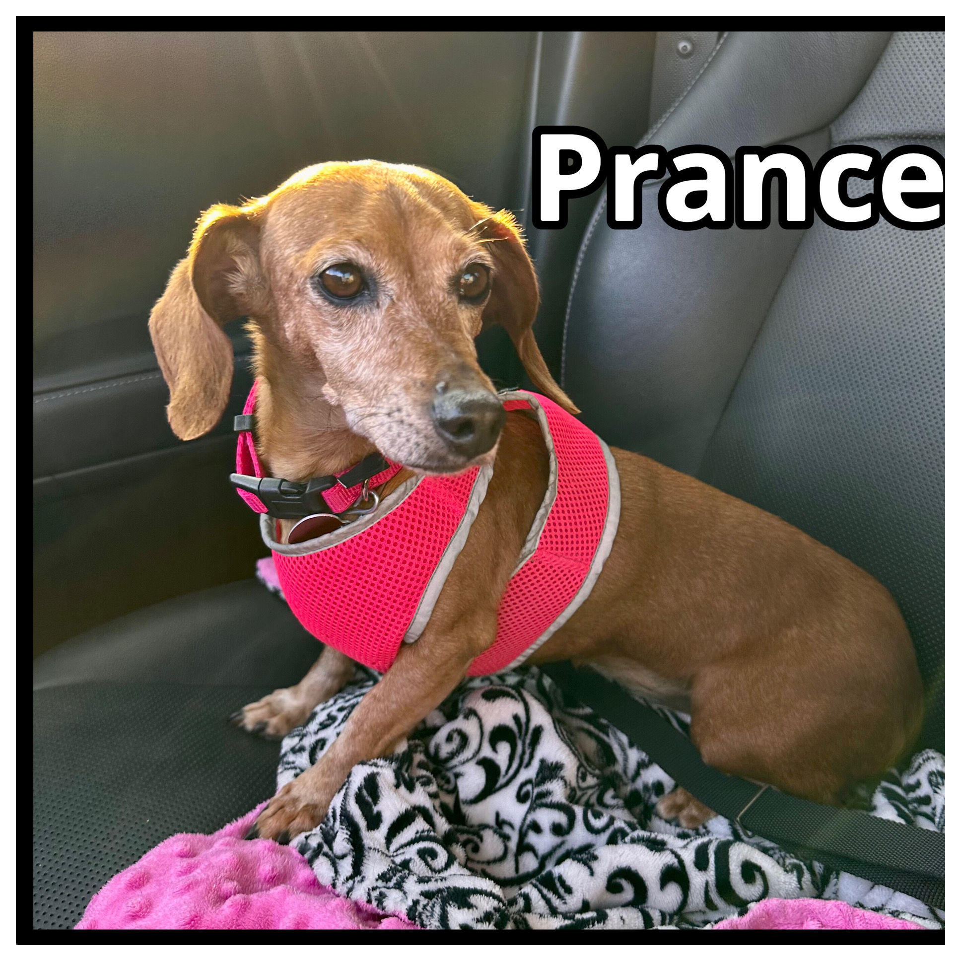 Prancer, Adopted, Senior Female Miniature Dachshund.