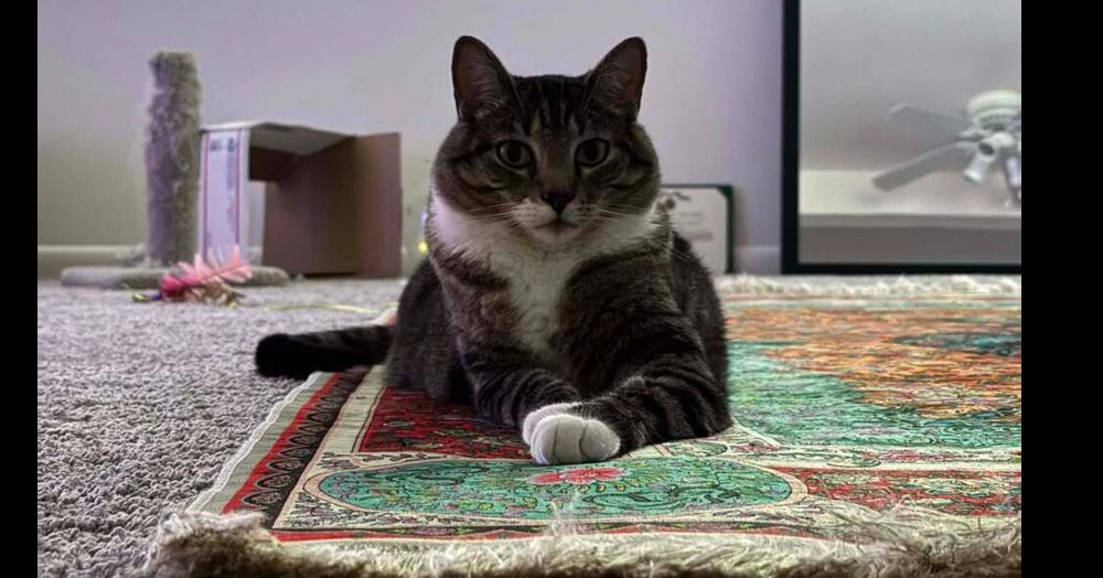 Enlarge Mango, a Adoptable Domestic Short Hair in Virginia Beach, VA image 1/6