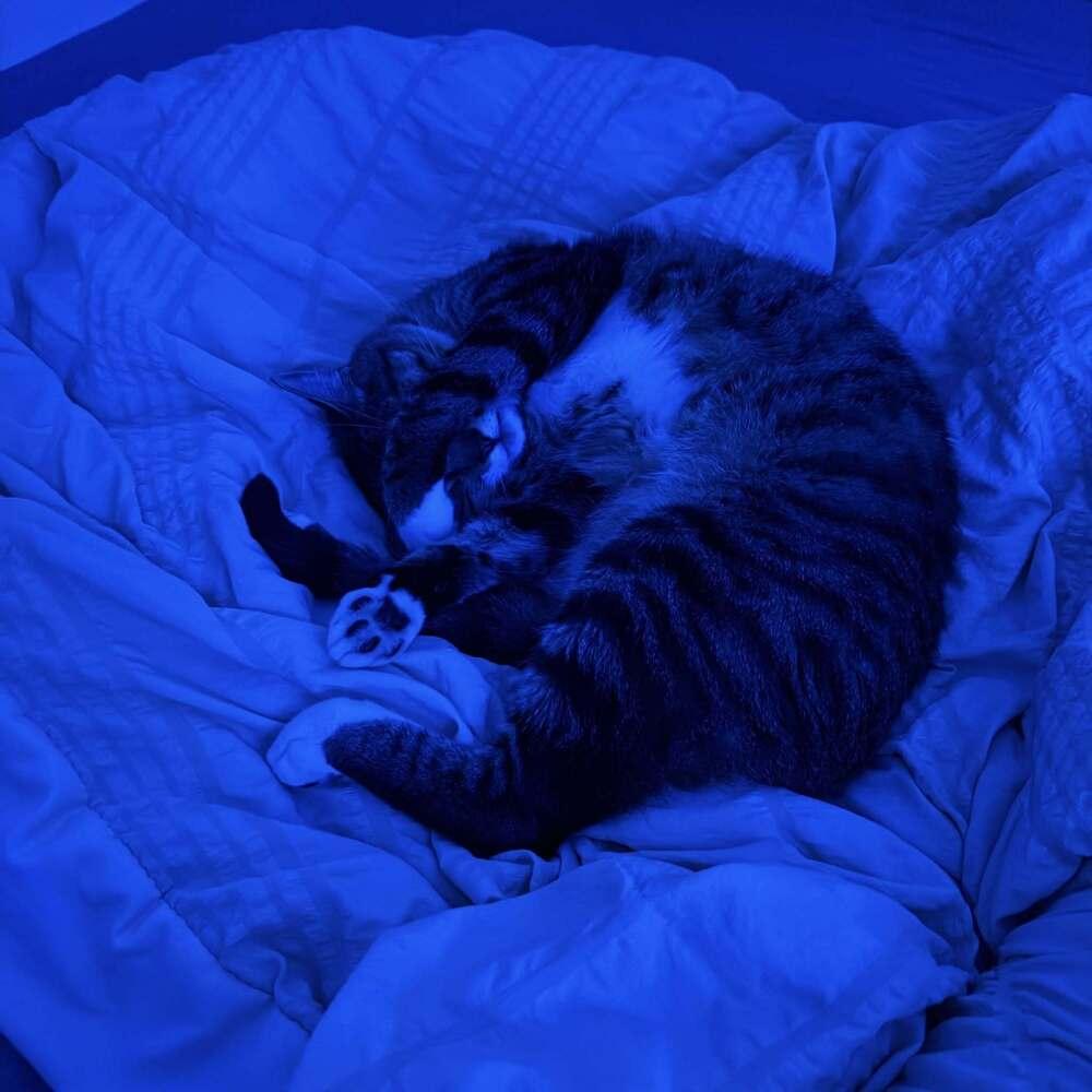 Enlarge Mango, a Adoptable Domestic Short Hair in Virginia Beach, VA image 2/6