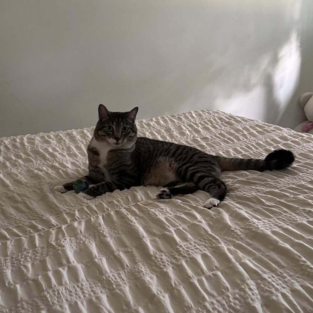 Enlarge Mango, a Adoptable Domestic Short Hair in Virginia Beach, VA image 3/6