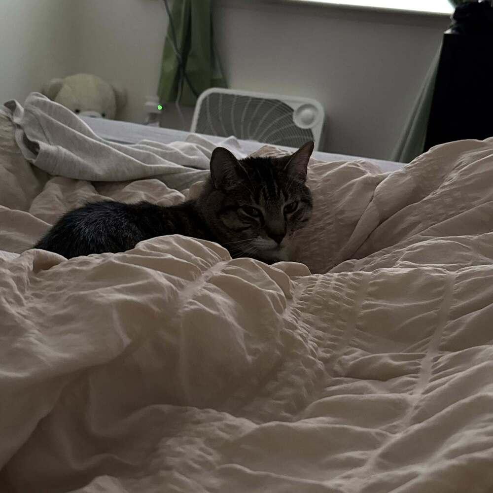 Enlarge Mango, a Adoptable Domestic Short Hair in Virginia Beach, VA image 4/6