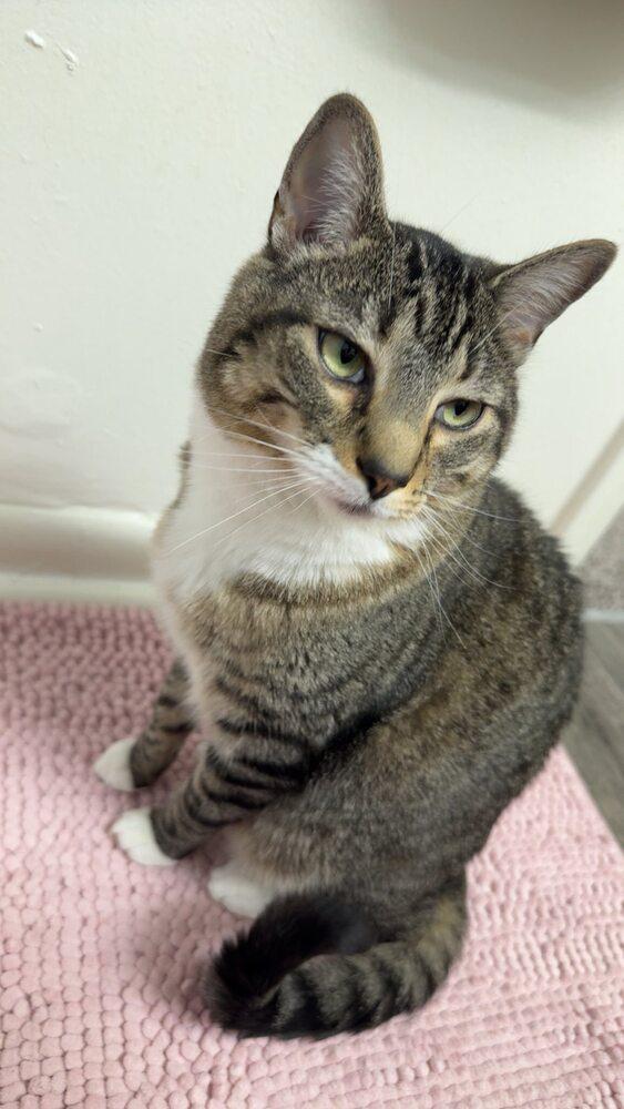 Enlarge Mango, a Adoptable Domestic Short Hair in Virginia Beach, VA image 5/6