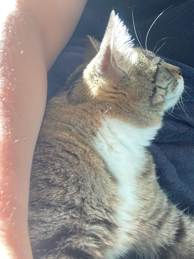 Enlarge Mango, a Adoptable Domestic Short Hair in Virginia Beach, VA image 6/6