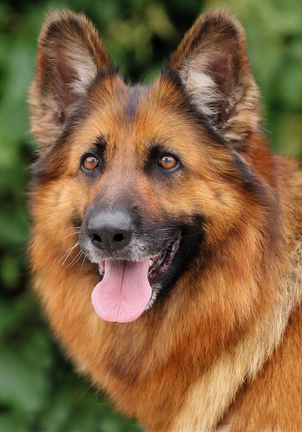 Enlarge Kiara von Konz, a Adoptable German Shepherd Dog in Los Angeles, CA image 3/6