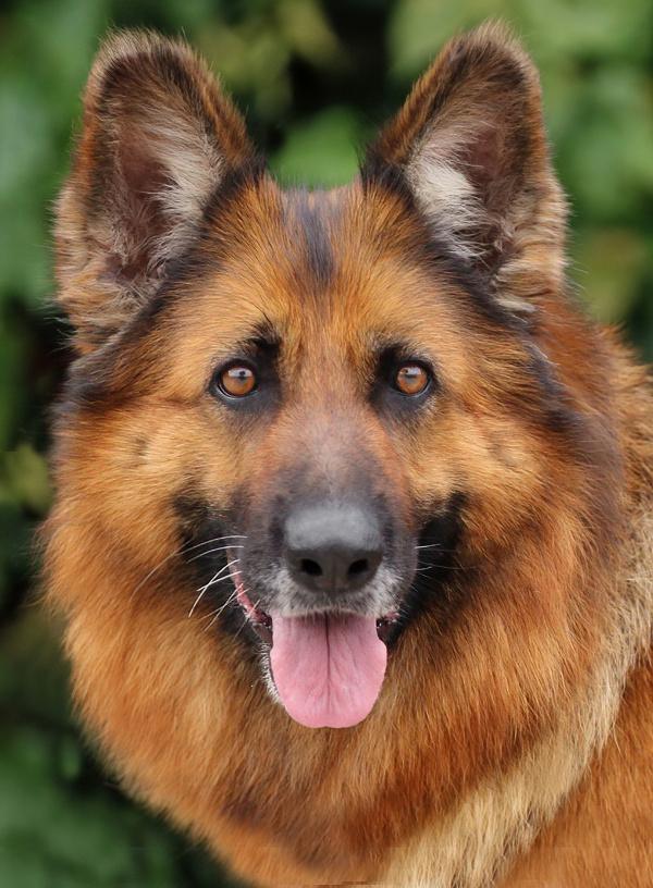 Kiara von Konz, Adoptable, Adult Female German Shepherd Dog.