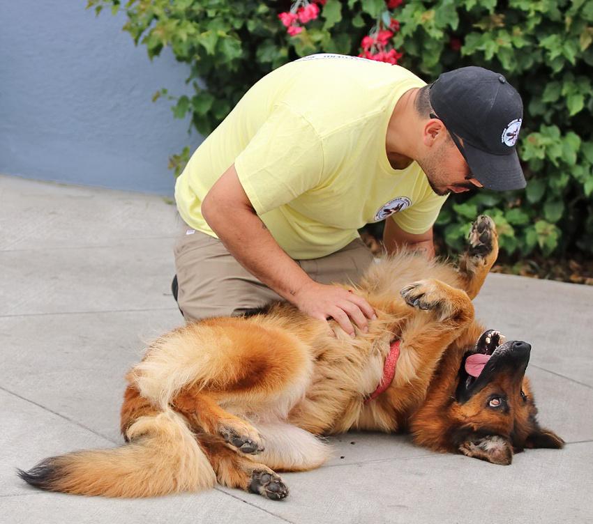 Enlarge Kiara von Konz, a Adoptable German Shepherd Dog in Los Angeles, CA image 2/6