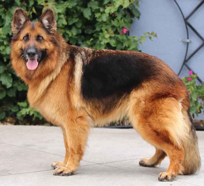 Enlarge Kiara von Konz, a Adoptable German Shepherd Dog in Los Angeles, CA image 6/6