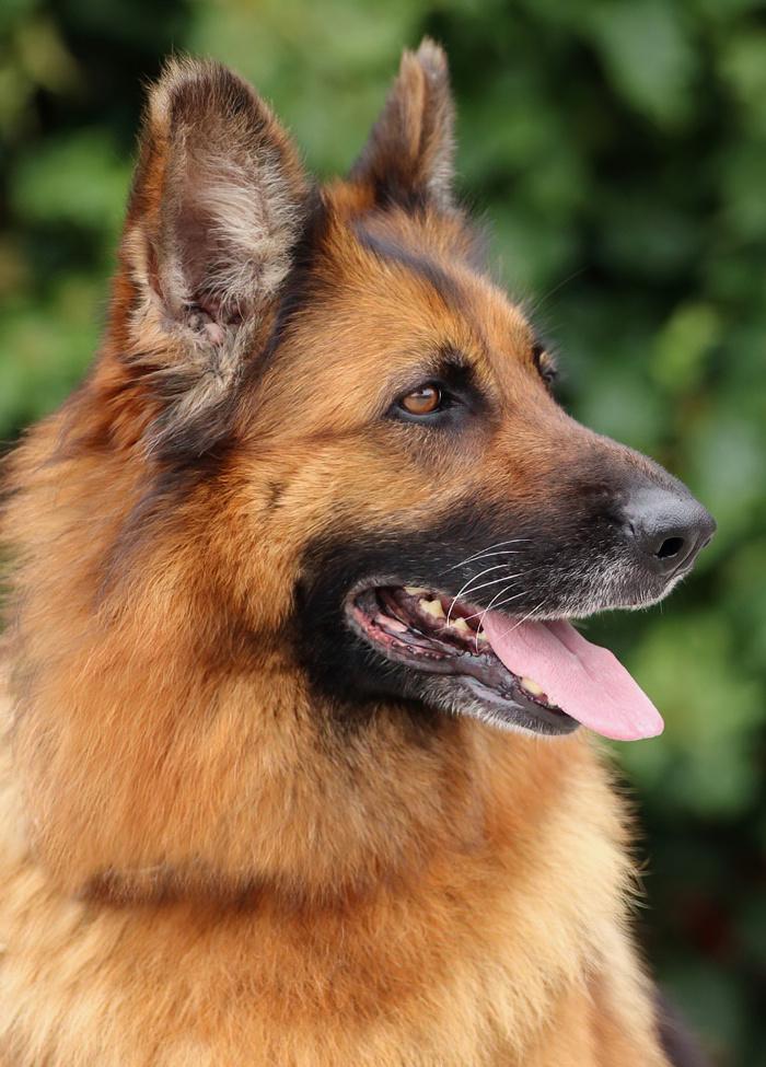 Enlarge Kiara von Konz, a Adoptable German Shepherd Dog in Los Angeles, CA image 4/6