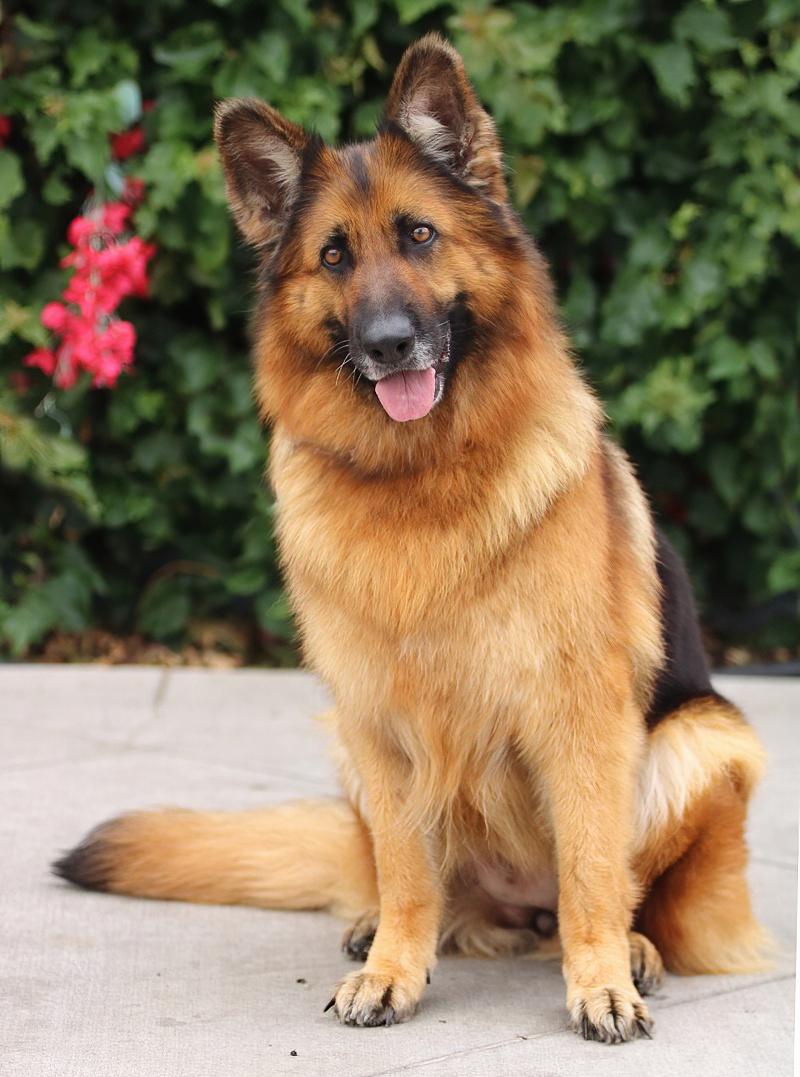 Enlarge Kiara von Konz, a Adoptable German Shepherd Dog in Los Angeles, CA image 5/6