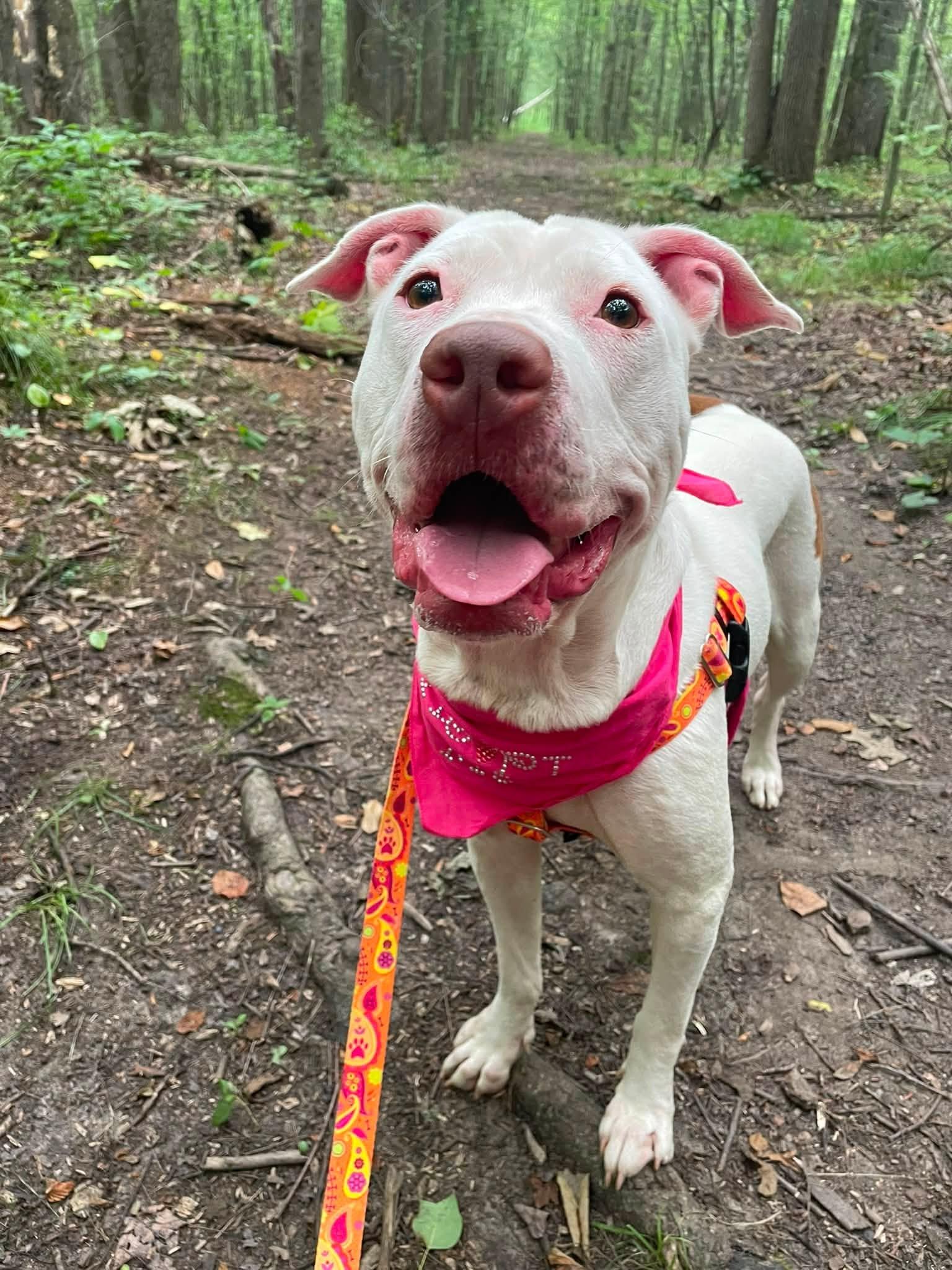 Enlarge Reba, a ADOPTABLE mixed breed in Cleveland, OH image 1/6