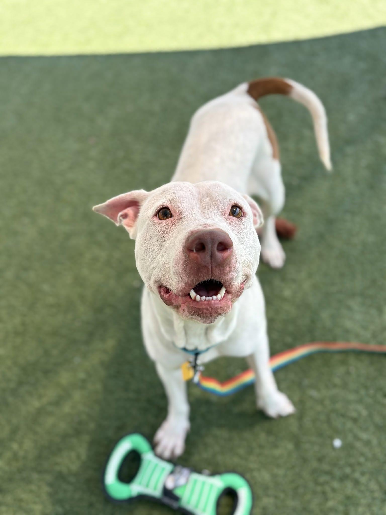 Enlarge Reba, a ADOPTABLE mixed breed in Cleveland, OH image 3/6