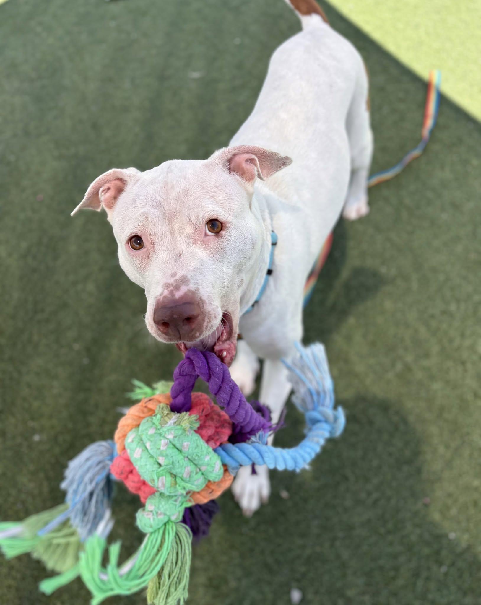 Enlarge Reba, a ADOPTABLE mixed breed in Cleveland, OH image 2/6
