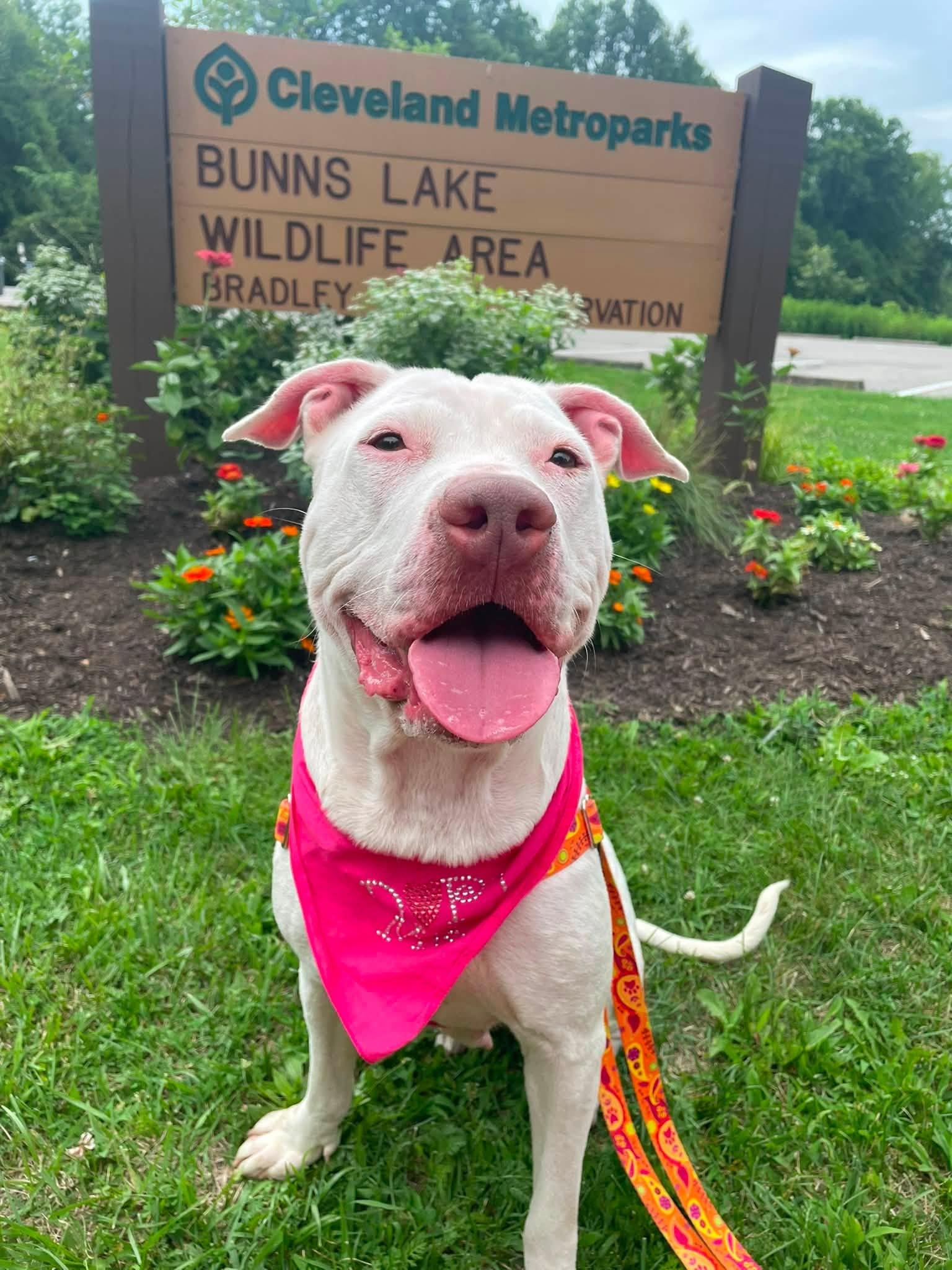 Enlarge Reba, a ADOPTABLE mixed breed in Cleveland, OH image 5/6