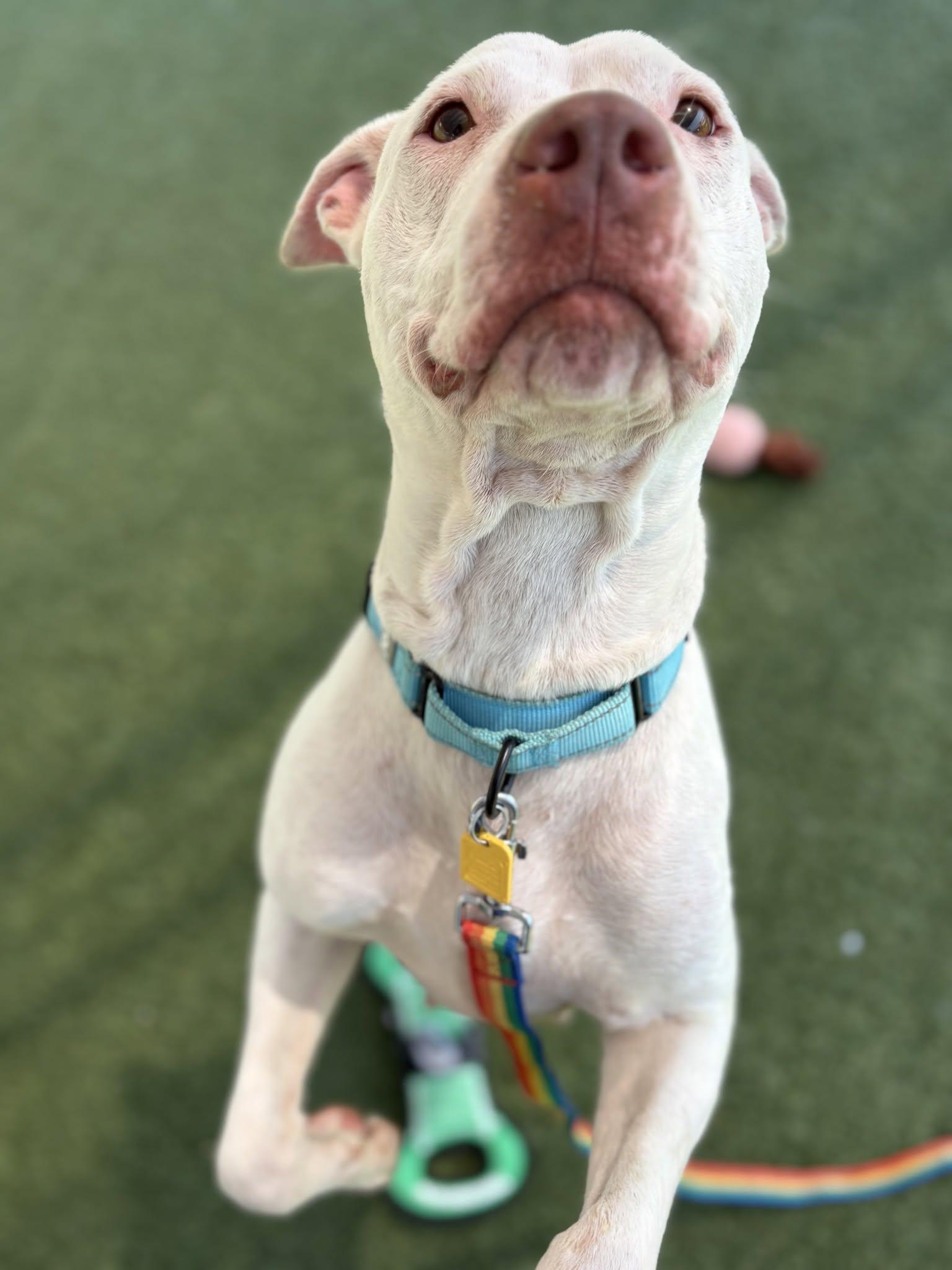 Enlarge Reba, a ADOPTABLE mixed breed in Cleveland, OH image 4/6