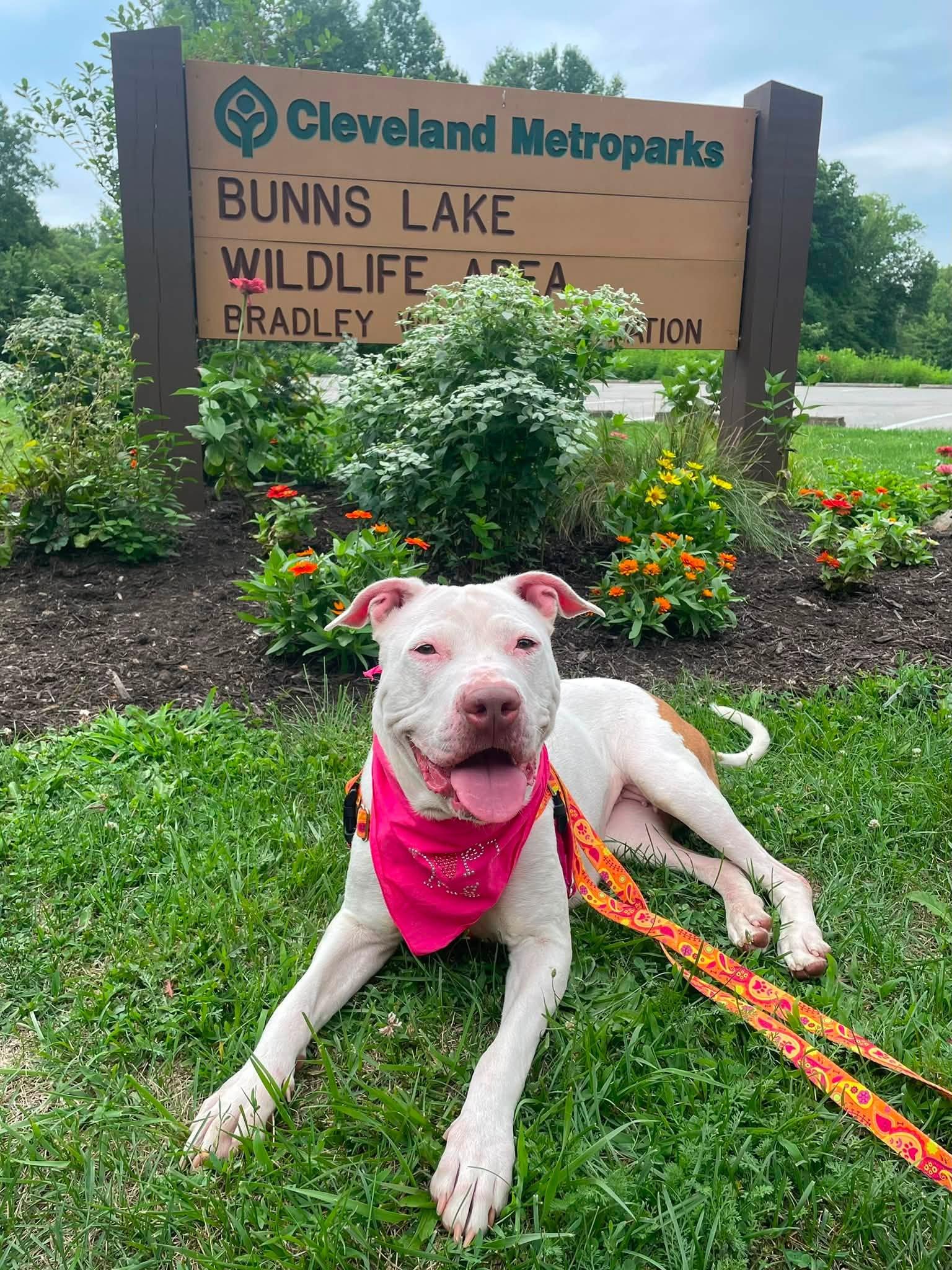 Enlarge Reba, a ADOPTABLE mixed breed in Cleveland, OH image 6/6