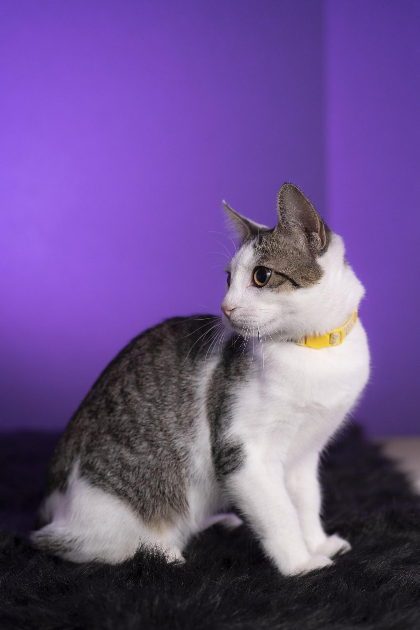 Ross, a Adoptable Domestic Short Hair in Maitland, FL image 3/6