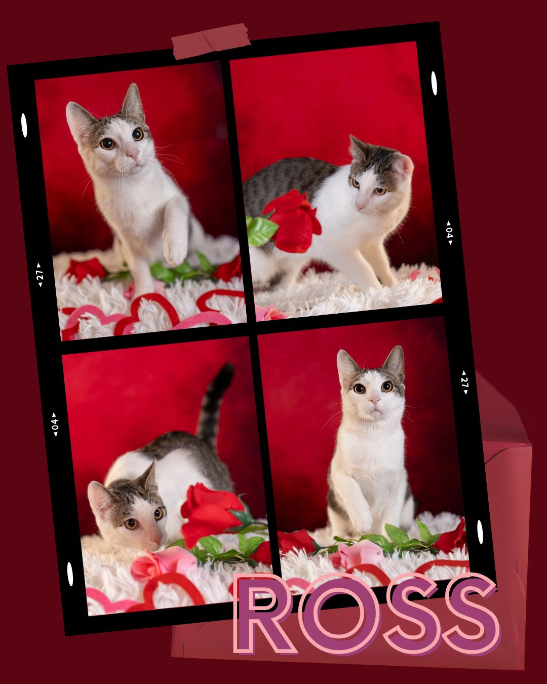 Ross, a Adoptable Domestic Short Hair in Maitland, FL image 1/6