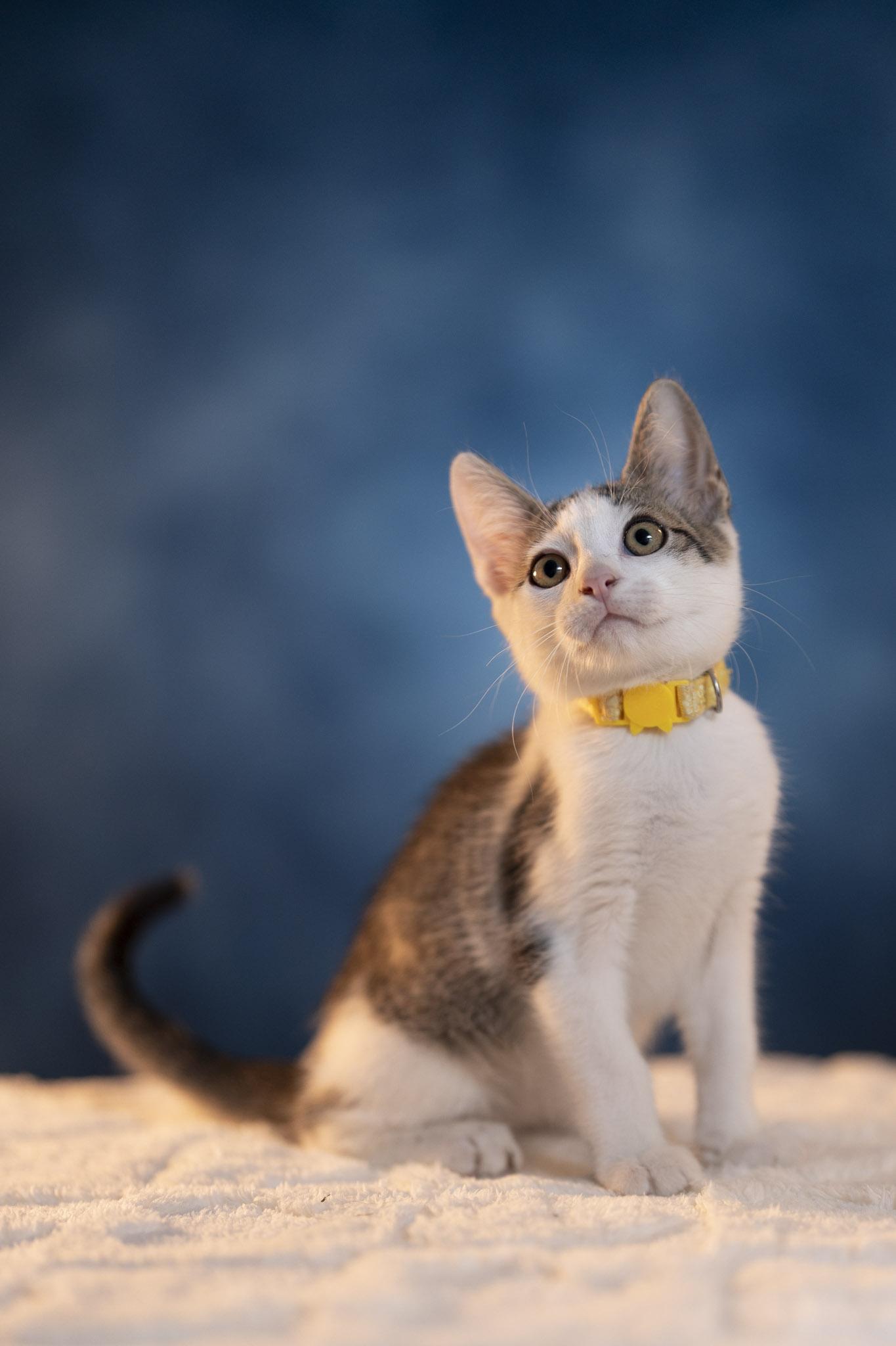 Ross, a Adoptable Domestic Short Hair in Maitland, FL image 4/6