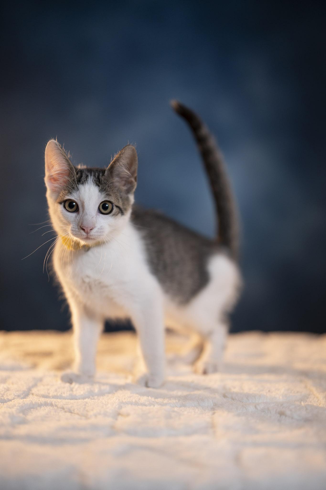 Ross, a Adoptable Domestic Short Hair in Maitland, FL image 5/6