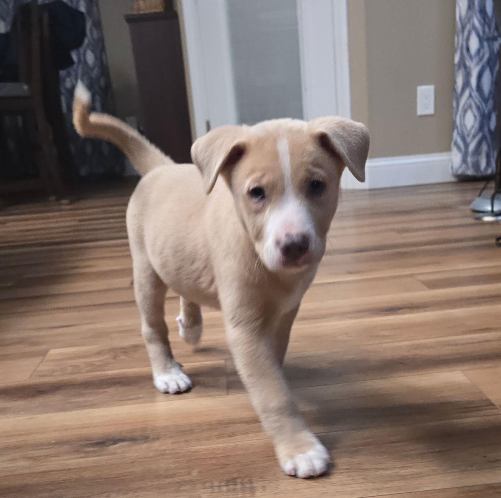 Charlie, Adoptable, Puppy Male Husky.