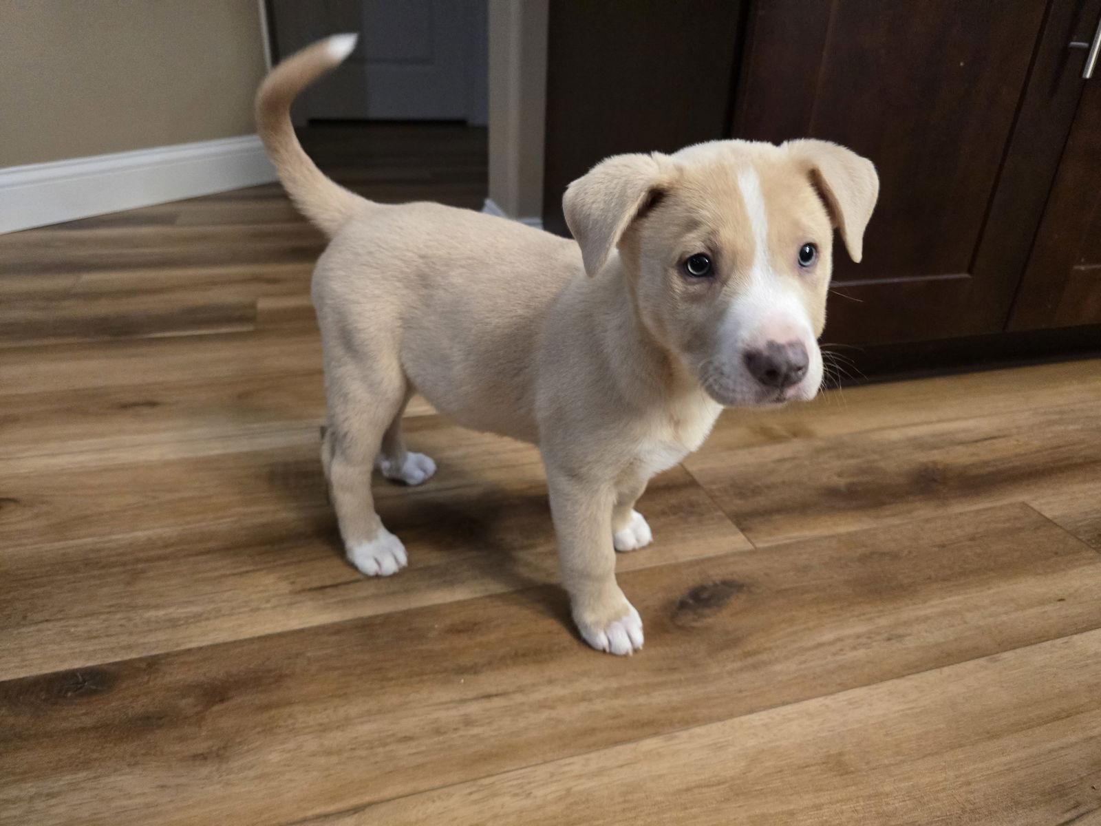 Charlie, a Adoptable Husky in Barnhart, MO image 2/2