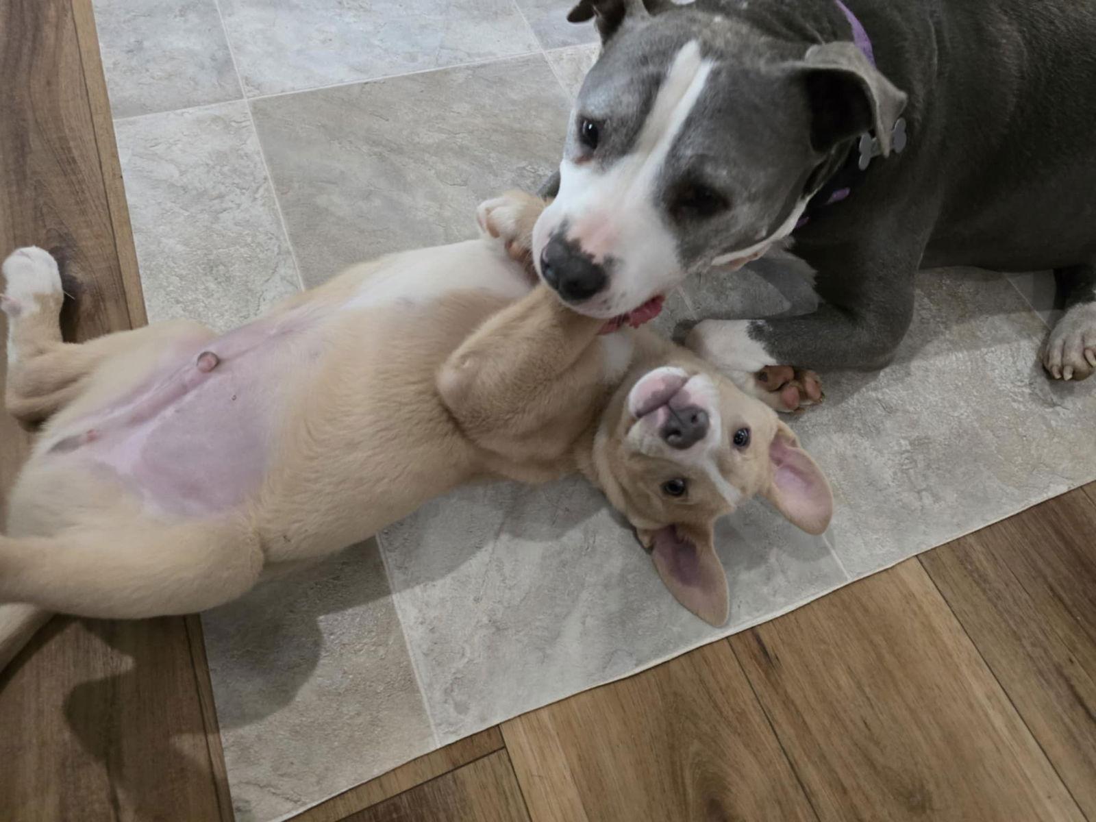 Charlie, Adoptable, Puppy Male Husky.